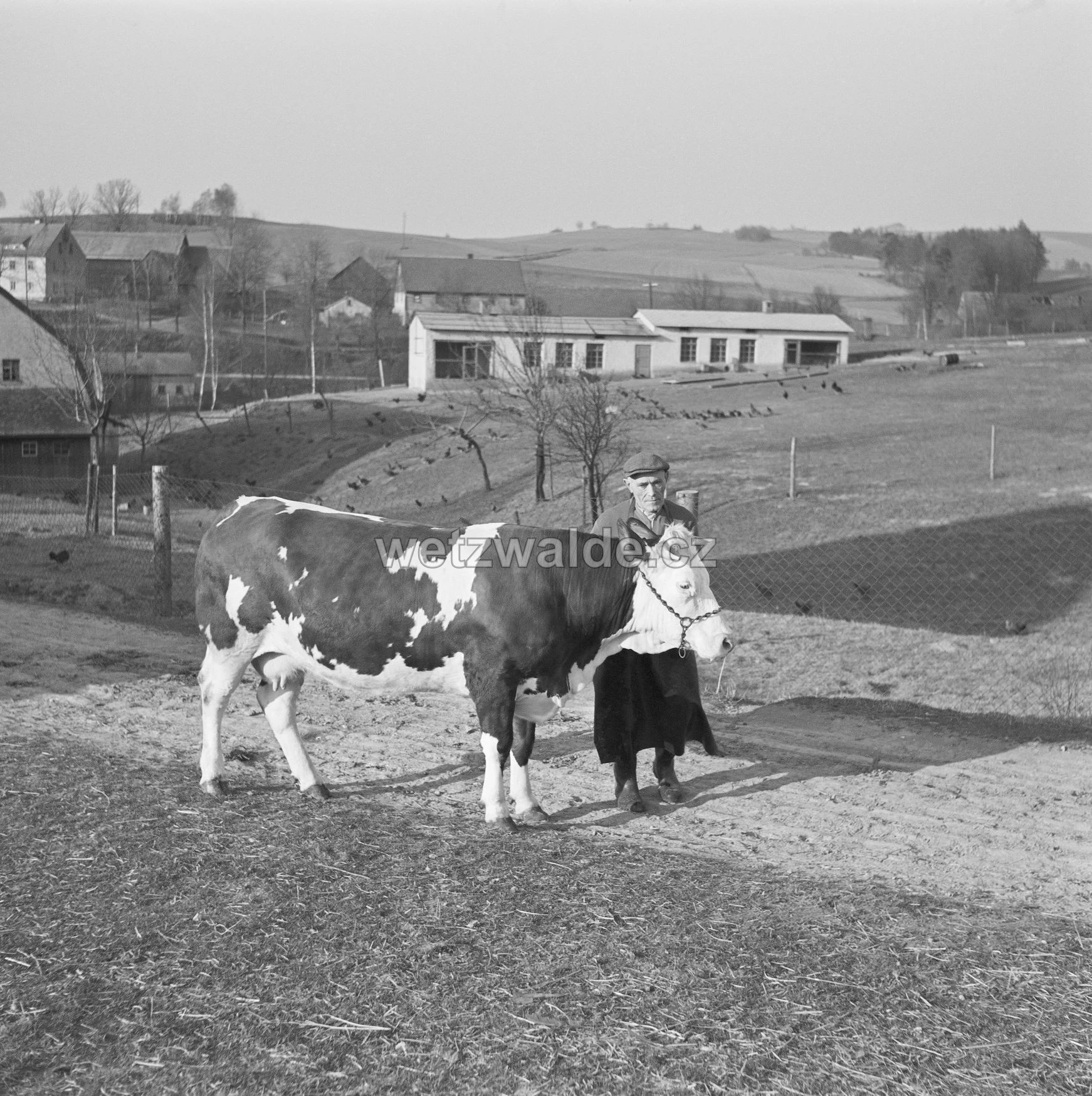 JZD 25.únor Václavice.